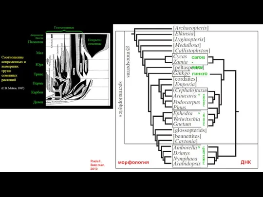 Rudall, Bateman, 2010 морфология ДНК сагов- ники гинкго хвойные гнетовые цветковые