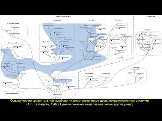 Основанное на сравнительной морфологии филогенетическое древо покрытосеменных растений (А.Л. Тахтаджян, 1987). Цветом
