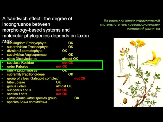 subkingdom Embryophyta OK superdivision Tracheophyta OK division Spermatophyta OK subdivision Angiospermae ОК