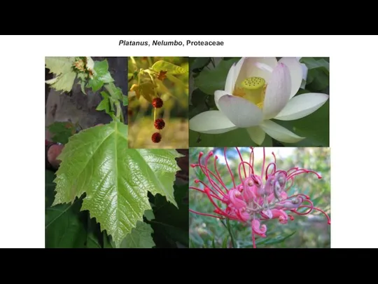 Platanus, Nelumbo, Proteaceae