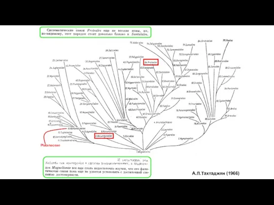 А.Л.Тахтаджян (1966) Platanaceae