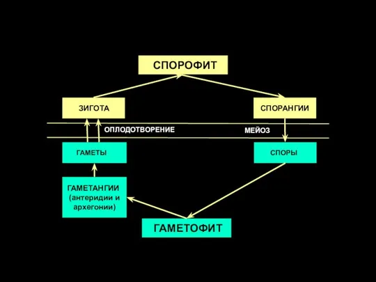 СПОРОФИТ СПОРАНГИИ СПОРЫ ГАМЕТОФИТ ГАМЕТАНГИИ (антеридии и архегонии) ГАМЕТЫ ЗИГОТА МЕЙОЗ ОПЛОДОТВОРЕНИЕ