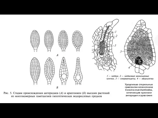 Уродливые стерильные гаметангии печеночника Corsinia marchantioides, сочетающие признаки антеридия и архегония