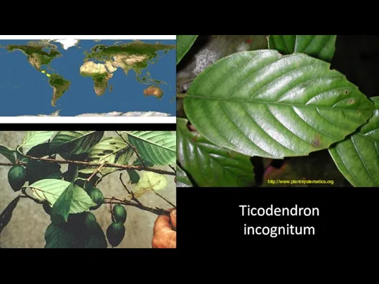 Ticodendron incognitum http://www.plantsystematics.org