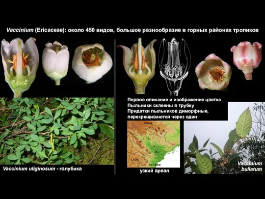 Vaccinium (Ericaceae): около 450 видов, большое разнообразие в горных районах тропиков узкий