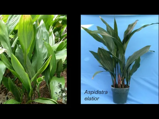 Aspidistra elatior