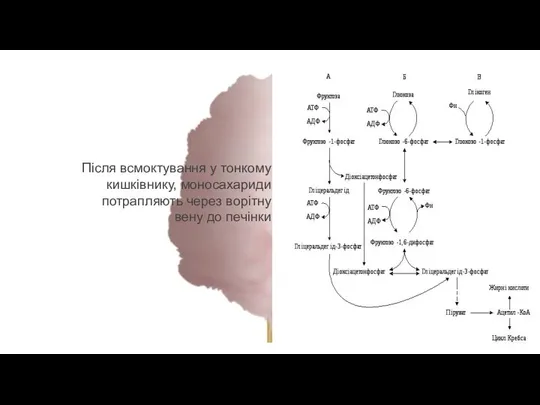 Після всмоктування у тонкому кишківнику, моносахариди потрапляють через ворітну вену до печінки