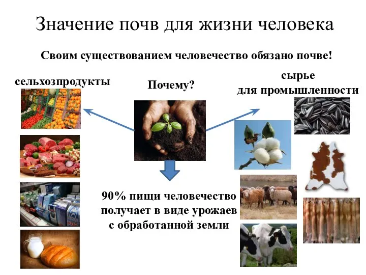 Значение почв для жизни человека Своим существованием человечество обязано почве! Почему? сельхозпродукты