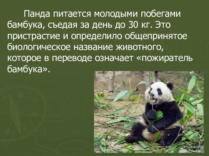 Панда питается молодыми побегами бамбука, съедая за день до 30 кг. Это