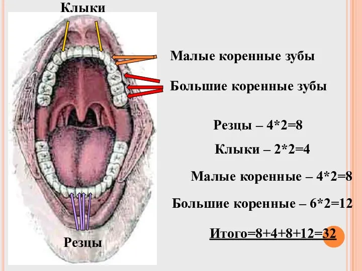 Большие коренные зубы Малые коренные зубы Клыки Резцы Резцы – 4*2=8 Клыки