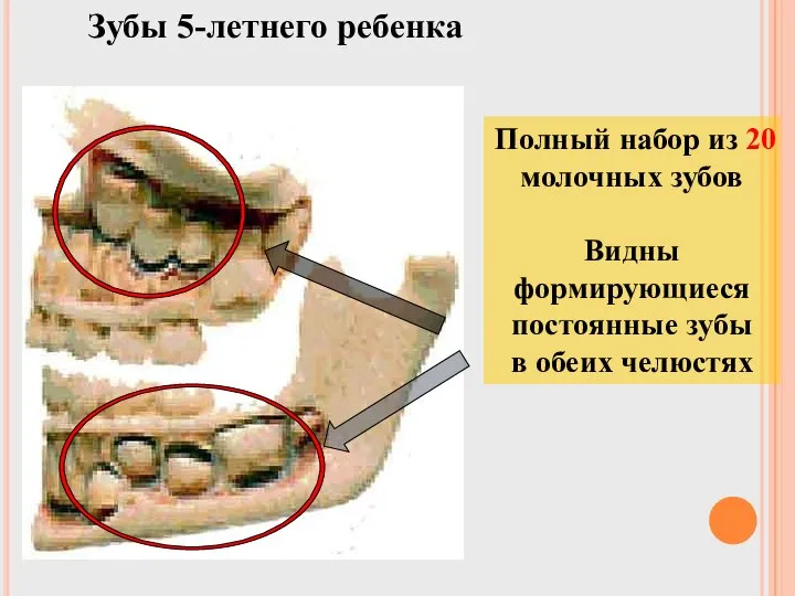 Зубы 5-летнего ребенка Полный набор из 20 молочных зубов Видны формирующиеся постоянные зубы в обеих челюстях