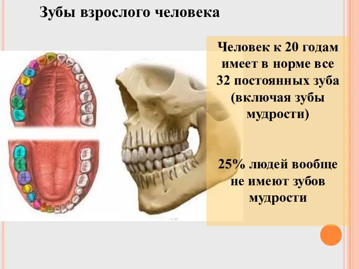 Зубы взрослого человека Человек к 20 годам имеет в норме все 32