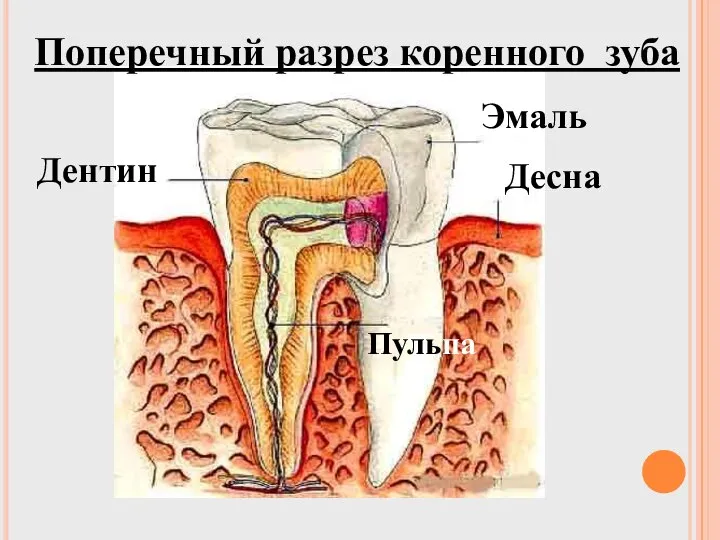 Поперечный разрез коренного зуба Эмаль Десна Дентин Пульпа