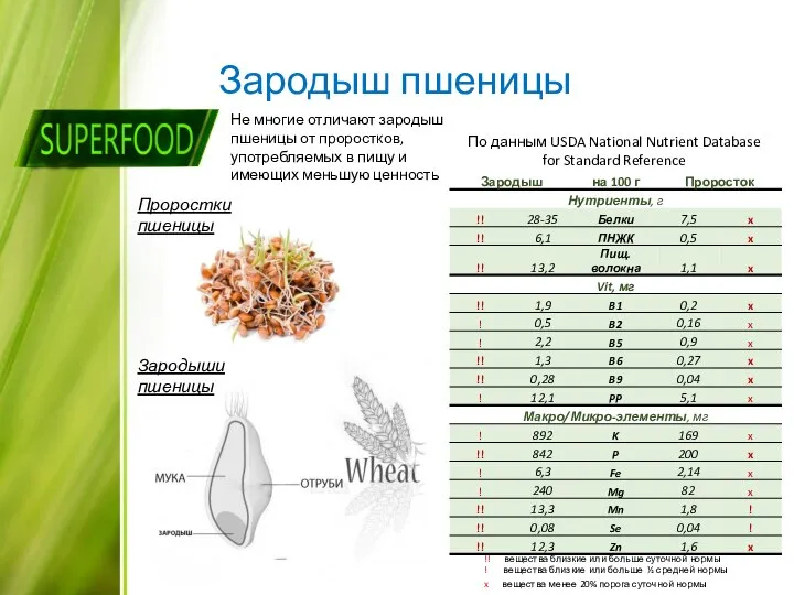 Зародыш пшеницы Не многие отличают зародыш пшеницы от проростков, употребляемых в пищу