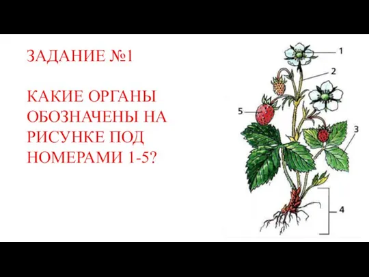 ЗАДАНИЕ №1 КАКИЕ ОРГАНЫ ОБОЗНАЧЕНЫ НА РИСУНКЕ ПОД НОМЕРАМИ 1-5?