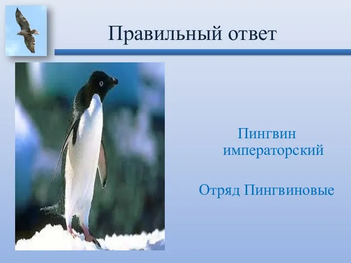 Пингвин императорский Отряд Пингвиновые Правильный ответ