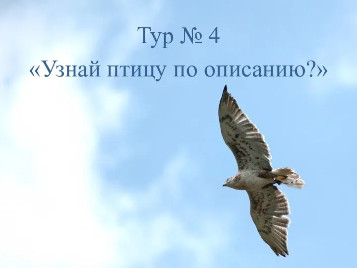 Тур № 4 «Узнай птицу по описанию?»