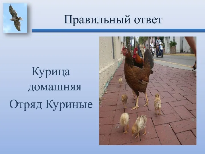 Курица домашняя Отряд Куриные Правильный ответ