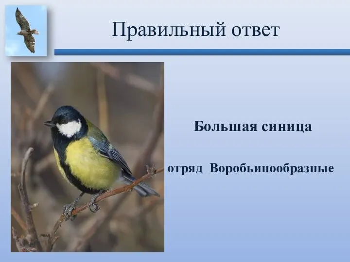 Большая синица отряд Воробьинообразные Правильный ответ