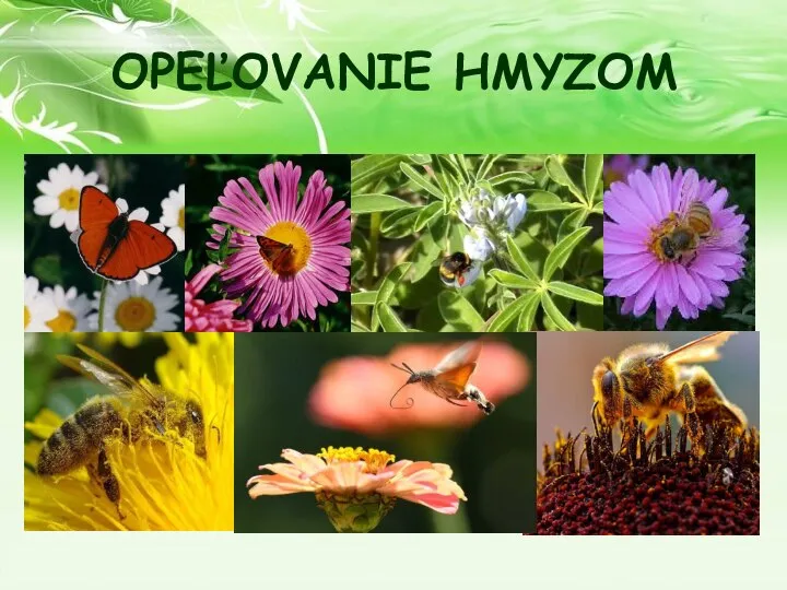 OPEĽOVANIE HMYZOM