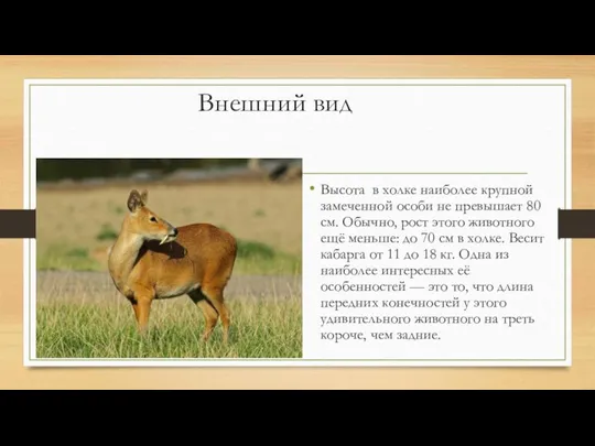 Внешний вид Высота в холке наиболее крупной замеченной особи не превышает 80