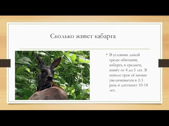 Сколько живет кабарга В условиях дикой среды обитания, кабарга, в среднем, живёт