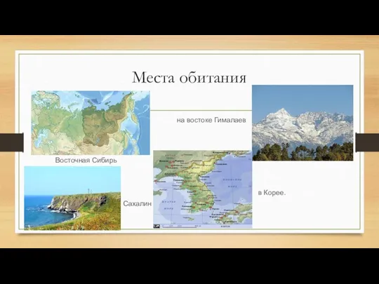 Места обитания Восточная Сибирь на востоке Гималаев Сахалин в Корее.