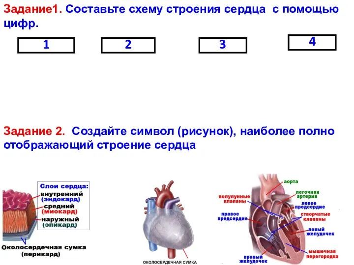 1 2 3 4 Задание1. Составьте схему строения сердца с помощью цифр.