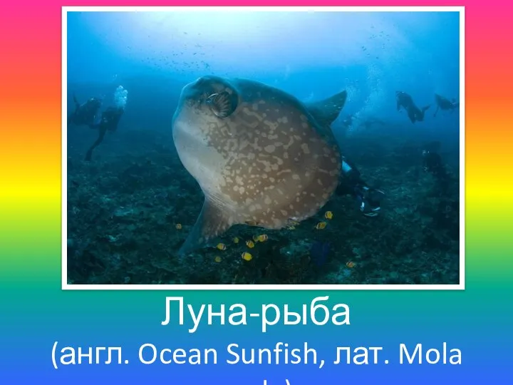 Луна-рыба (англ. Ocean Sunfish, лат. Mola mola)