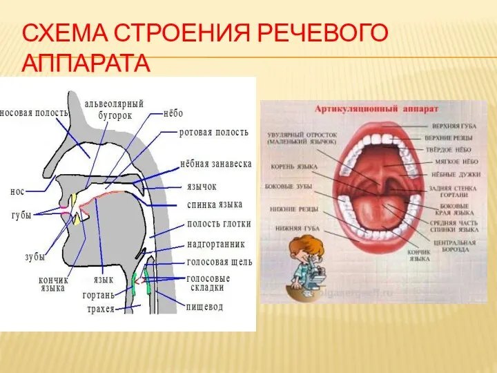 СХЕМА СТРОЕНИЯ РЕЧЕВОГО АППАРАТА