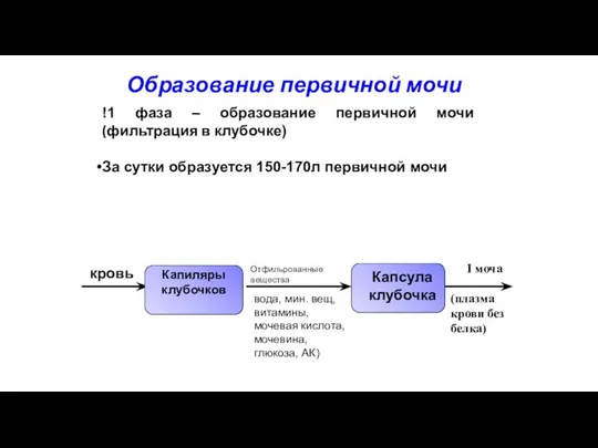 Образование первичной мочи !1 фаза – образование первичной мочи (фильтрация в клубочке)