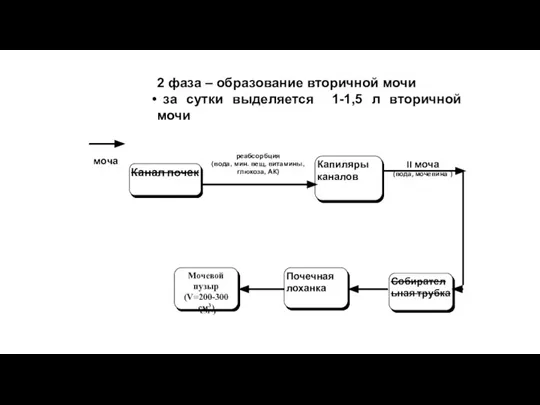 2 фаза – образование вторичной мочи за сутки выделяется 1-1,5 л вторичной мочи