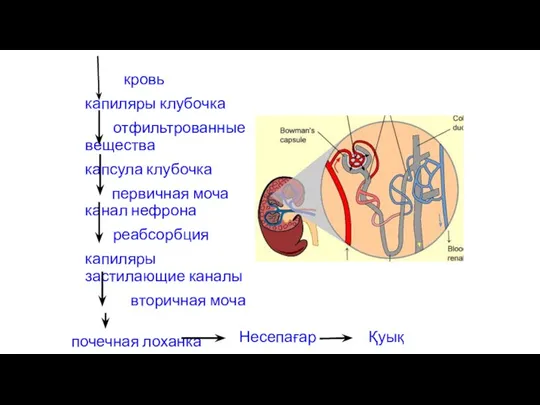 кровь капиляры клубочка отфильтрованные вещества капсула клубочка первичная моча канал нефрона реабсорбция