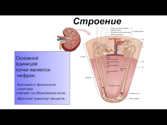 Строение нефрона Основной единицей почки является нефрон. Анатомия и физиология структуры отвечает