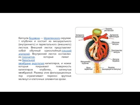 Капсула Боумена — Шумлянского окружает клубочек и состоит из висцерального (внутреннего) и