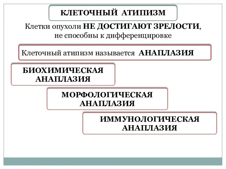 Клетки опухоли НЕ ДОСТИГАЮТ ЗРЕЛОСТИ, не способны к дифференцировке Клеточный атипизм называется