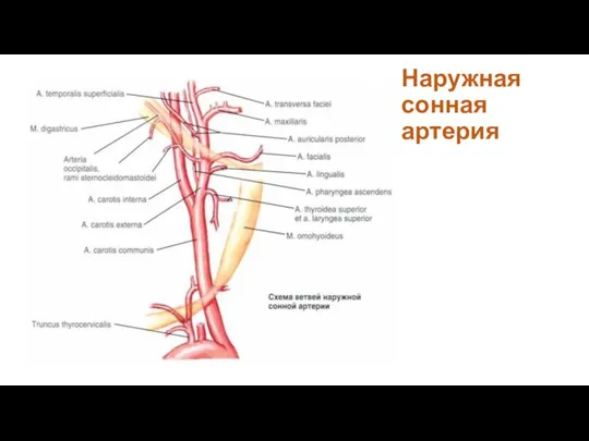 Наружная сонная артерия