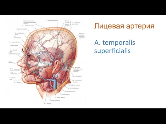 Лицевая артерия A. temporalis superficialis