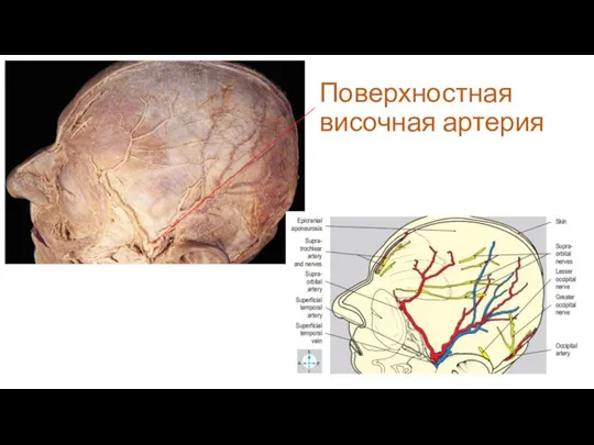 Поверхностная височная артерия