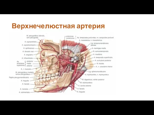 Верхнечелюстная артерия