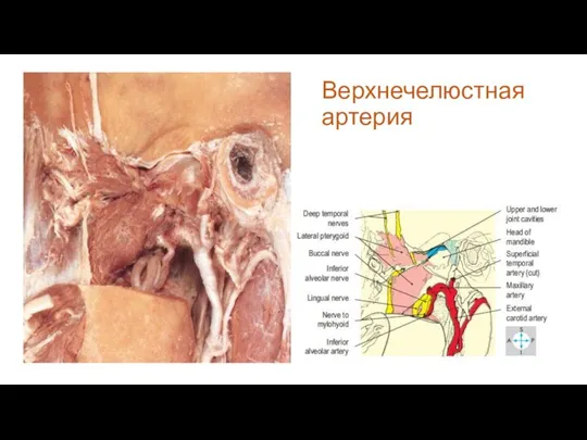 Верхнечелюстная артерия