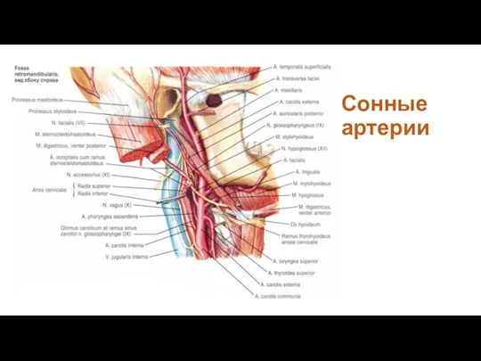 Сонные артерии