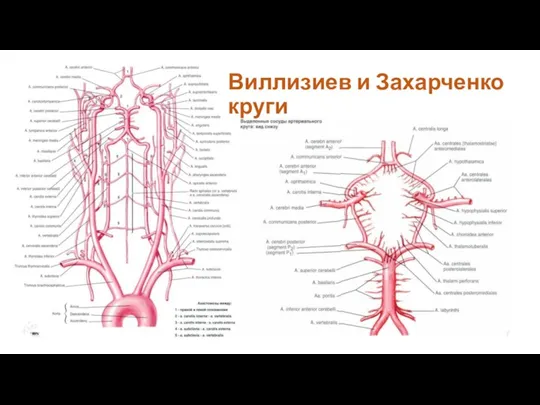 Виллизиев и Захарченко круги