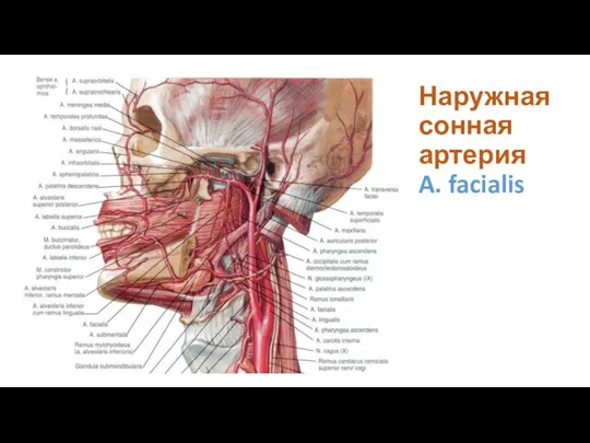 Наружная сонная артерия A. facialis