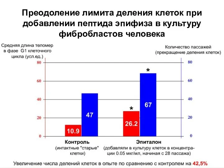 Преодоление лимита деления клеток при добавлении пептида эпифиза в культуру фибробластов человека