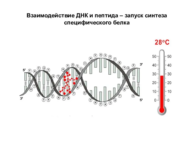 Взаимодействие ДНК и пептида – запуск синтеза специфического белка