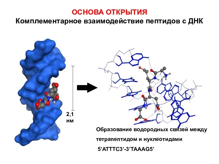 ОСНОВА ОТКРЫТИЯ Комплементарное взаимодействие пептидов с ДНК Образование водородных связей между тетрапептидом и нуклеотидами 5’ATTTC3’-3’TAAAG5’