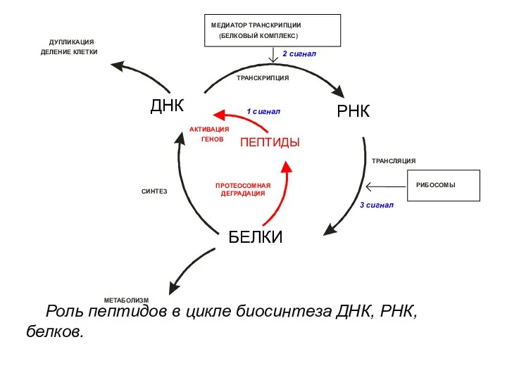 Роль пептидов в цикле биосинтеза ДНК, РНК, белков.