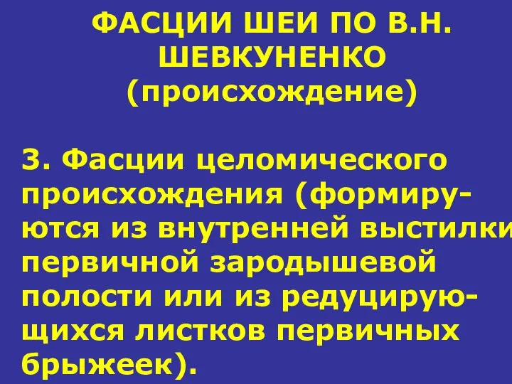 ФАСЦИИ ШЕИ ПО В.Н.ШЕВКУНЕНКО (происхождение) 3. Фасции целомического происхождения (формиру-ются из внутренней