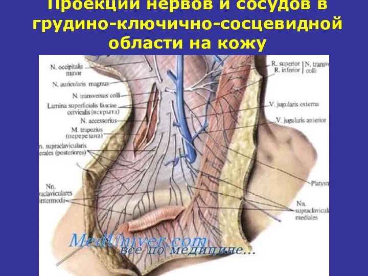 Проекции нервов и сосудов в грудино-ключично-сосцевидной области на кожу